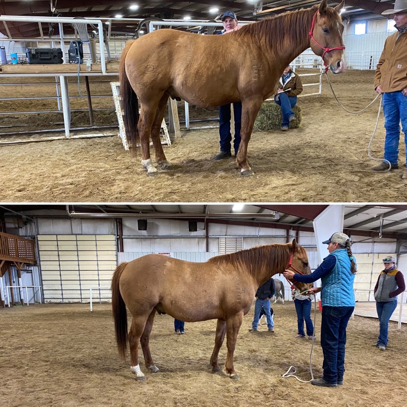 Trina working on a horse.